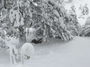 Deer in deep snow in my backyard!